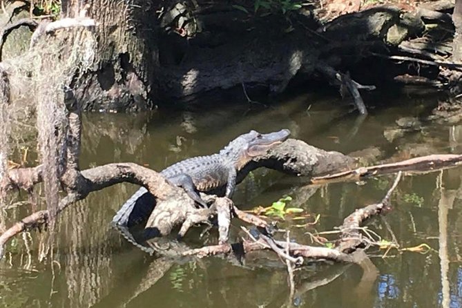 New Orleans Small-Group Airboat Swamp Tour - Personalized Attention