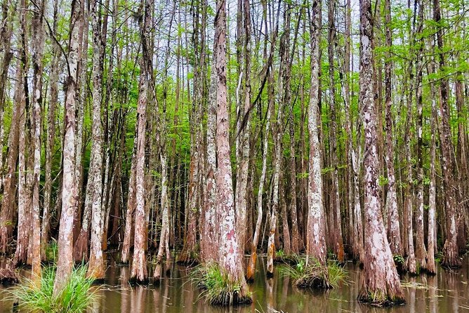 New Orleans Swamp and Bayou Boat Tour With Transportation - Tour Capacity and Feedback