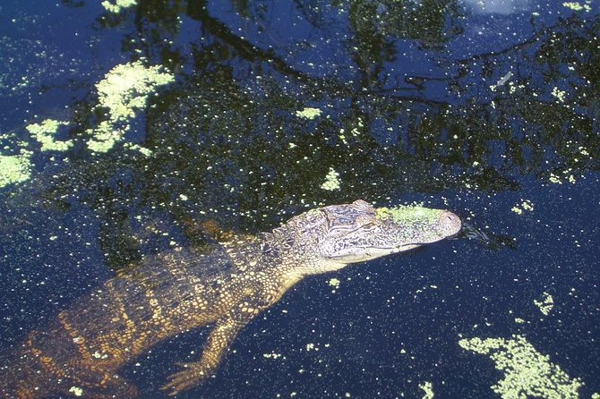 New Orleans Swamp Tour Boat Adventure With Transportation - Transportation and Convenience