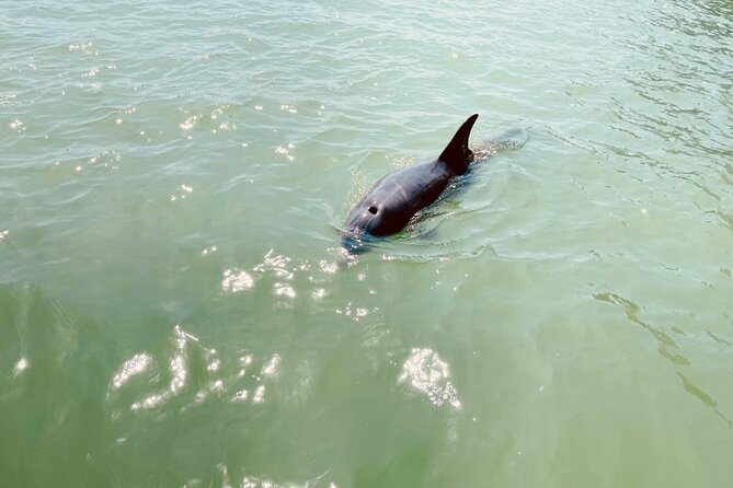 New Smyrna Dolphin and Manatee Kayak and SUP Adventure Tour - Wildlife Sightings and Experiences