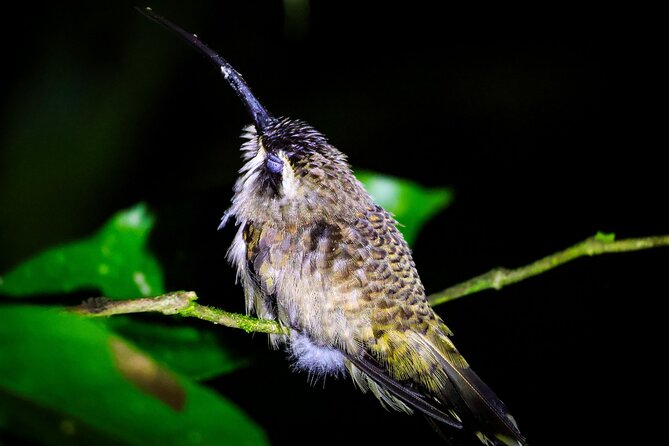 Night Tour La Fortuna - Guest Experiences