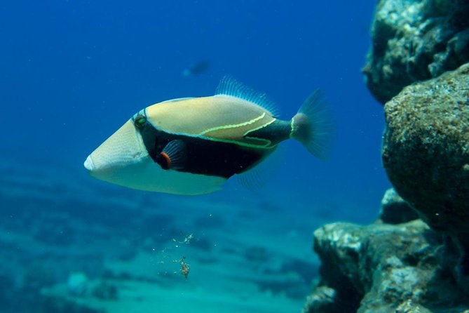 Niihau and Na Pali Coast Snorkel Boat Tour - Vessel and Amenities