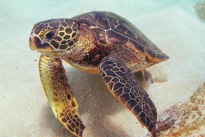 Oahu Circle Island: Snorkel With Turtles & Explore in Small Group - Snorkeling With Hawaiian Green Sea Turtles