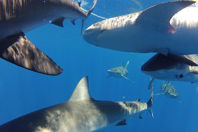 Oahu Shark Dive - Included Amenities