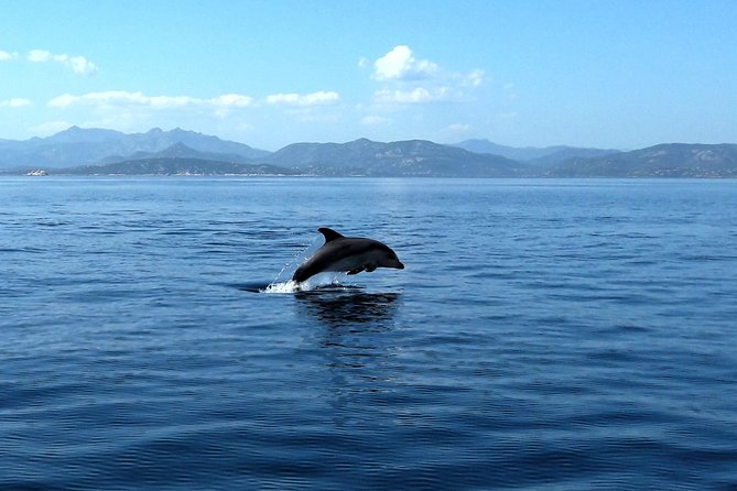 Observation of Dolphins and Snorkeling in a Rubber Boat in Olbia - Personalized Experience for Travelers