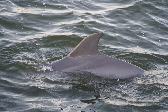 Orange Beach Dolphin Eco Boat Tour - Accessibility and Health Requirements