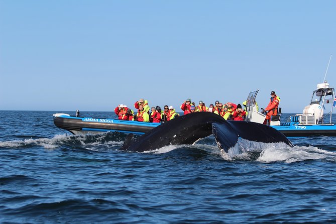 Original Big Whale Safari and Puffins RIB Boat Tour From Húsavík - Booking and Reservations