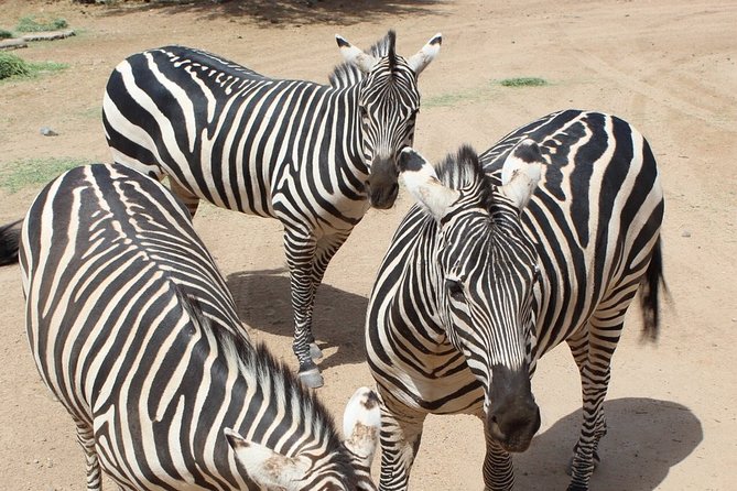 Out of Africa Wildlife Park Admission Ticket - Educational Programs and Shows