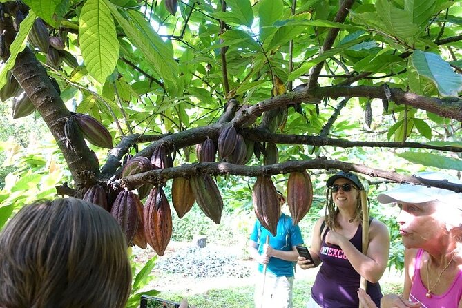 Princeville Botanical Gardens Tour and Chocolate Tasting Ticket - Savoring the Chocolate Tasting