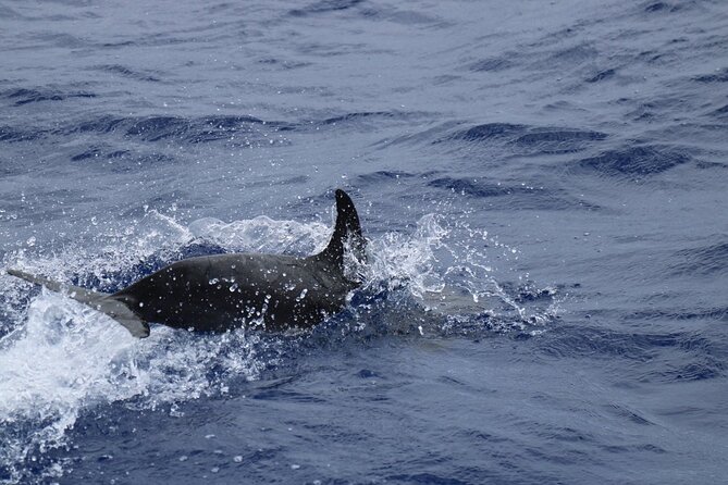 Private Dolphin and Whale Watching Tour in Madeira - Highlights of the Tour