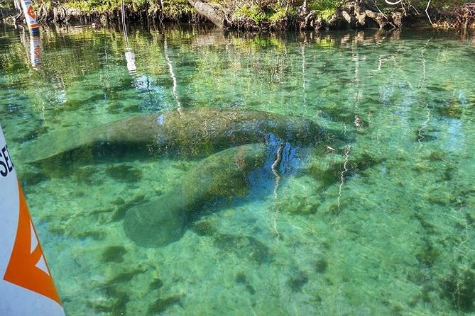 Private Manatee Swim for up to 6 With In-Water Divemaster/Photographer - Personalized Service and Attention