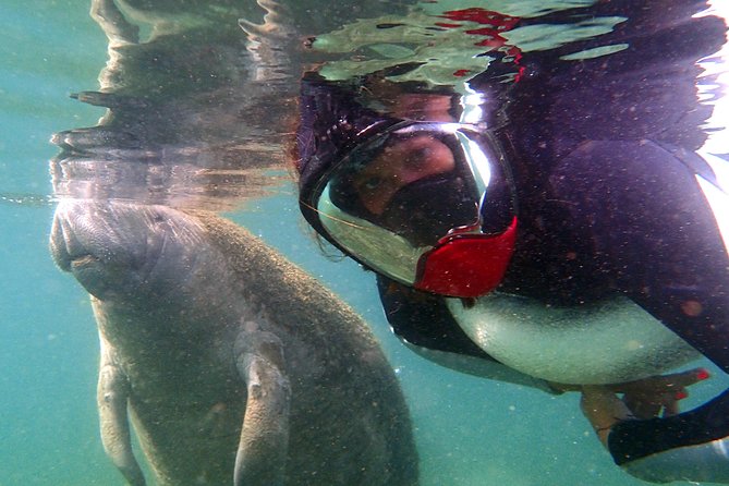 Private OG Manatee Snorkel Tour With Guide for up to 10 People - Recommendations and Tips
