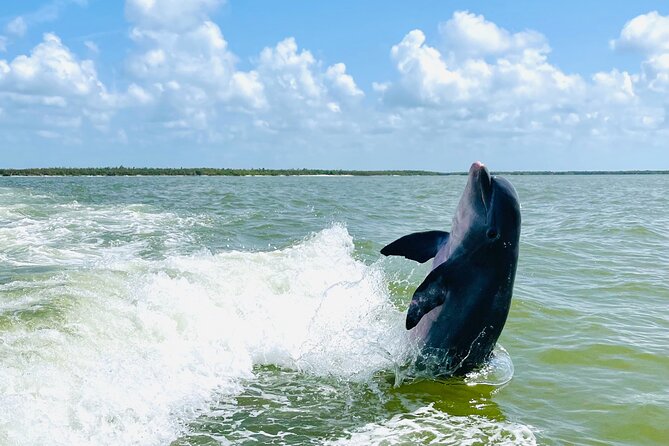 Private Shelling and Dolphin Excursion - Tour Pricing and Flexibility