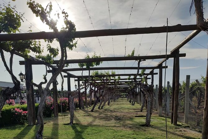 Private Tour in Maipú - Culinary Experiences