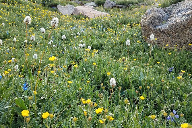 Rocky Mountain National Park in Summer Tour From Denver - Exploring Trail Ridge Road