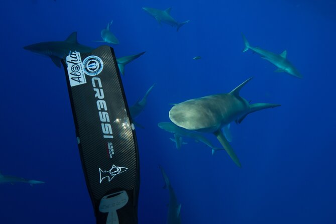 Safe and Educational Shark Dive From Haleiwa: Sharks Guaranteed - Participation and Safety Considerations