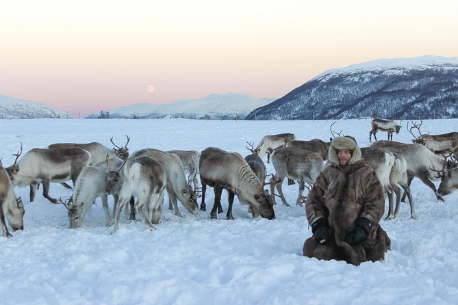 Sami Culture and Short Reindeer Sledding From Tromso - Highlights of the Tour
