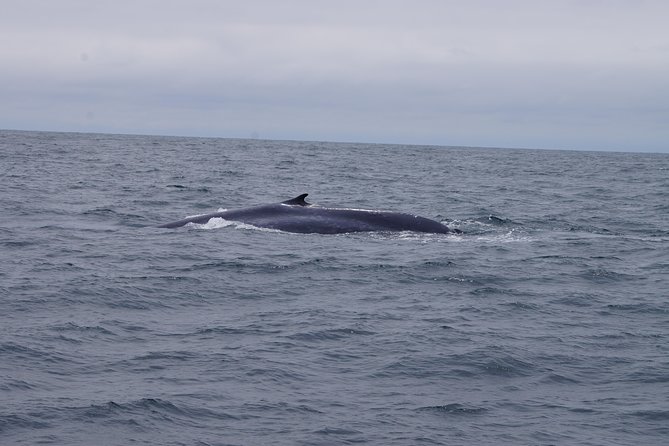 San Diego Whale Watching Cruise - Vessel Capacity and Cancellation Policy