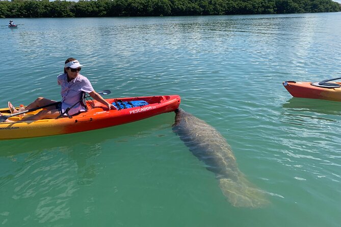 Sarasota Mangrove Tunnel Guided Kayak Adventure - Paddling Through the Mangrove Tunnels