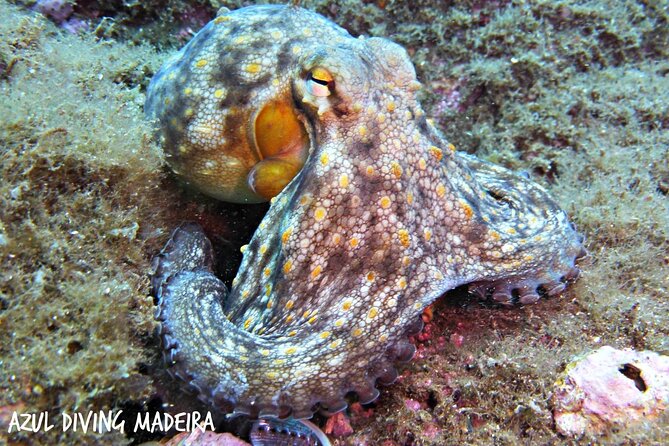 Scuba Diving Experience in Madeira - Safety Considerations and Restrictions