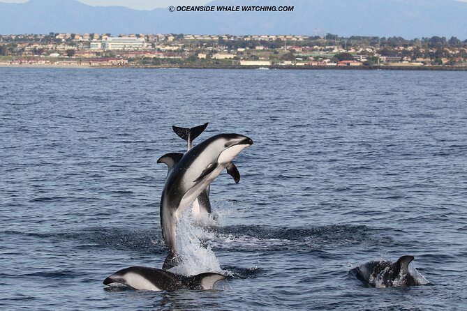 Shared Two-Hour Whale Watching Tour From Oceanside - Customer Feedback Highlights