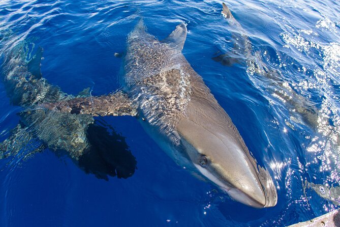 Shark Cage Diving In Oahu - Customer Reviews and Feedback