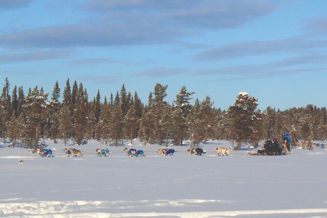 Sit Down Husky Ride Dog Sled Tour in Kiruna - Customer Experiences and Feedback