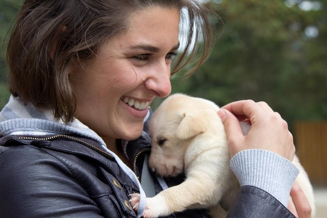 Sled Dog Adventure in Skagway - Activities and Features