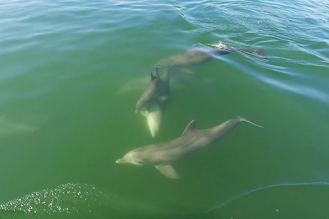 Small Group 2 Hour Dolphin Cruise With Snorkeling to Shell Key - Exploring Boca Ciega Bay