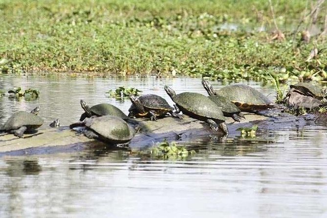 Small-Group Airboat Swamp Tour With Downtown New Orleans Pickup - Learning From Knowledgeable Guides