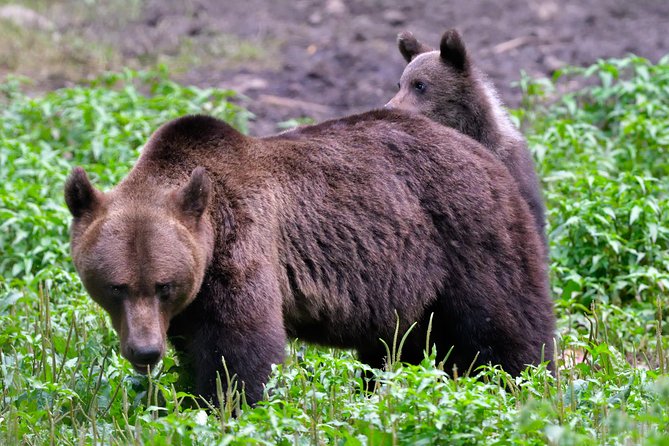 Small-Group Brown Bear-Watching Experience From Brasov - Exceptional Views of Carpathian Brown Bears