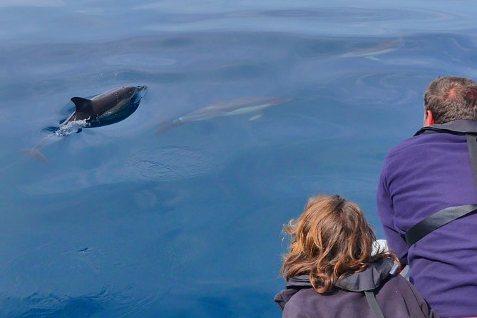 Small Group Dolphin and Wildlife Watching Tour in Faro - Highlights of the Tour
