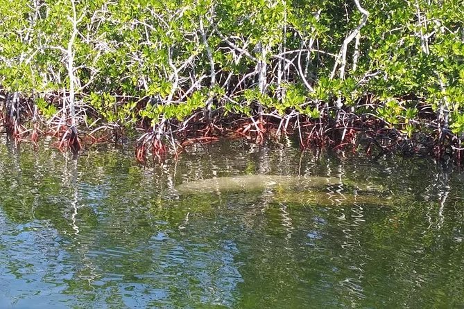 Small Group Florida Keys Eco Tour by Boat - Knowledgeable Captains and Guides