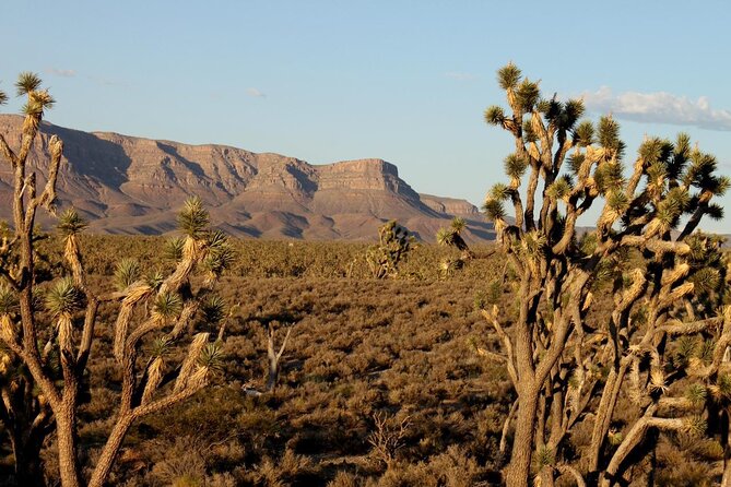 Small Group Grand Canyon, Hoover Dam and 7 Magic Mountains Tour - Dining Options During the Tour