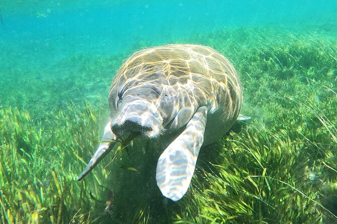 Small Group Manatee Snorkel Tour With In-Water Guide and Photographer - Manatee Snorkeling Experience