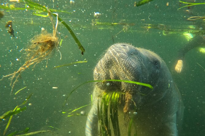 Small Group Manatee Swim Tour With In Water Guide - Choosing the Right Tour