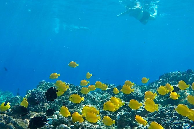 Small Group Snorkeling Expedition South Kona - Exploring the Snorkeling Spots