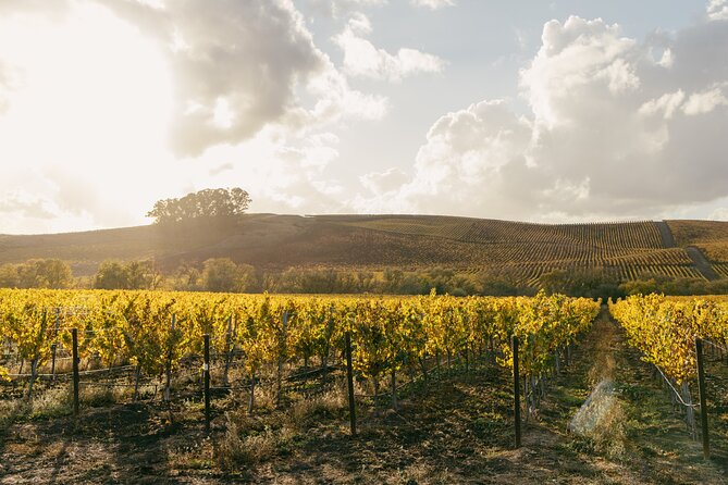 Small Group: Ultimate Napa & Sonoma Wine Tour From San Francisco - First Wine Tasting in Napa Valley