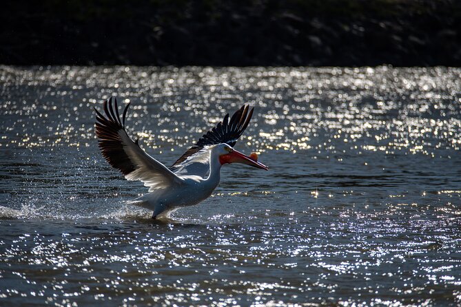 Snake River Scenic Float - Wildlife and Scenic Highlights