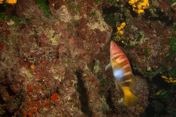 Snorkeling and Boat Trip in Crete With Free Certification! - Pricing and Cancellation Policy