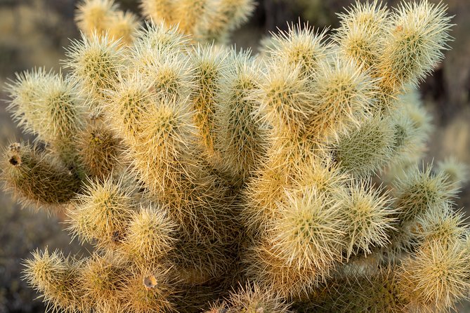 Sonoran Desert Jeep Tour - Guided Tour Experience