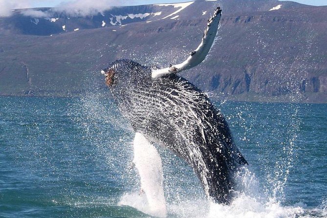 Speedboat Whale Watching Small-Group Tour in Reykjavik - Customer Experiences and Feedback