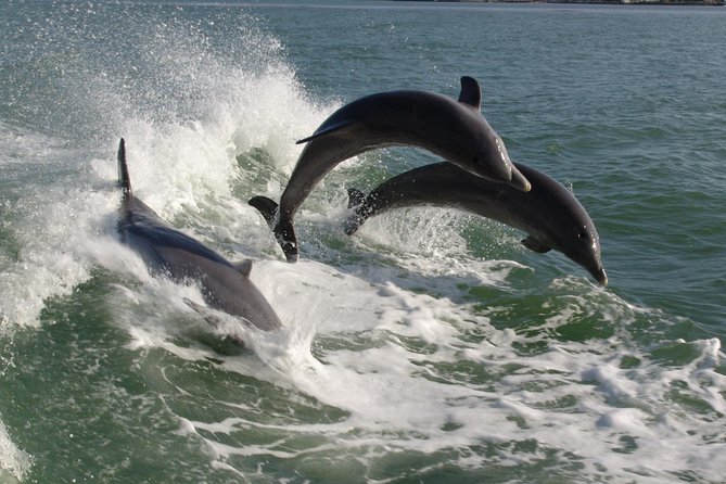 St. Pete Beach Dolphin Racer Adventure - Opportunities to Observe Bottlenose Dolphins