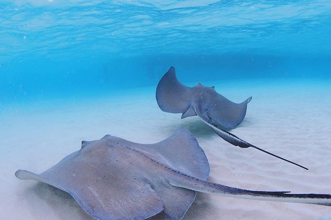 Starfish and Stingray City Fun Tour With Reef Snorkeling- 3 Stops - Booking and Cancellation Policy