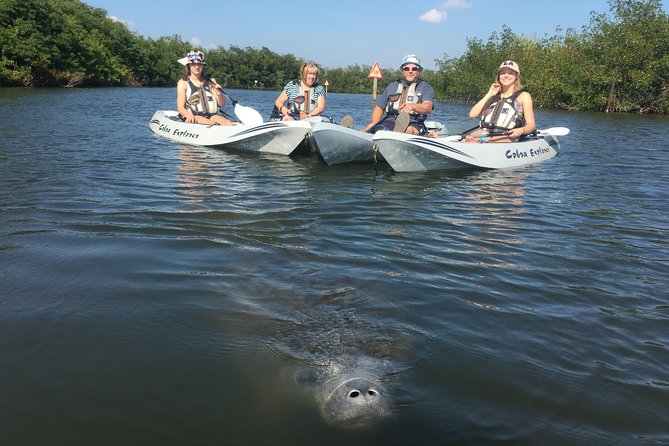 Sunset Tour Mangrove, Dolphins, Manatee #1 Rated in Cocoa Beach - Wildlife Encounters