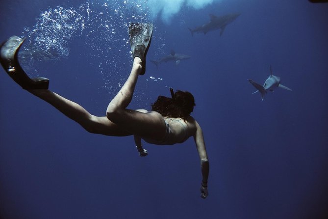 Swim With Sharks Cage-Free From Oahu - Traveler Reviews and Recommendations