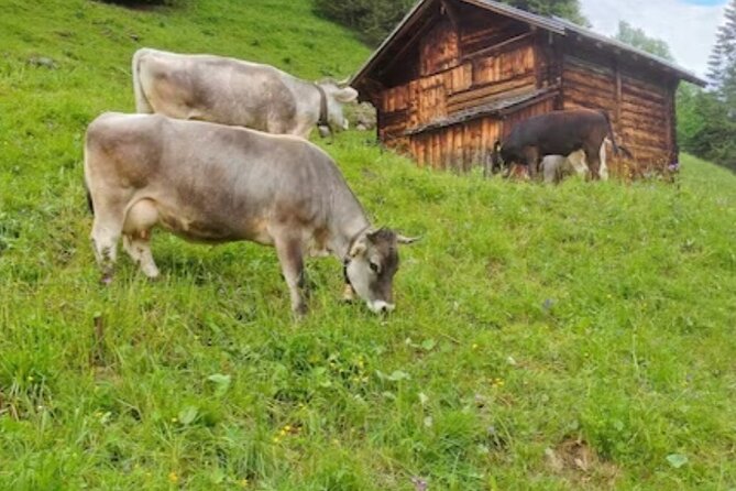 Swiss Alps, Grindelwald, Lauterbrunnen and Interlaken Region - Recommendations for First-Time Visitors