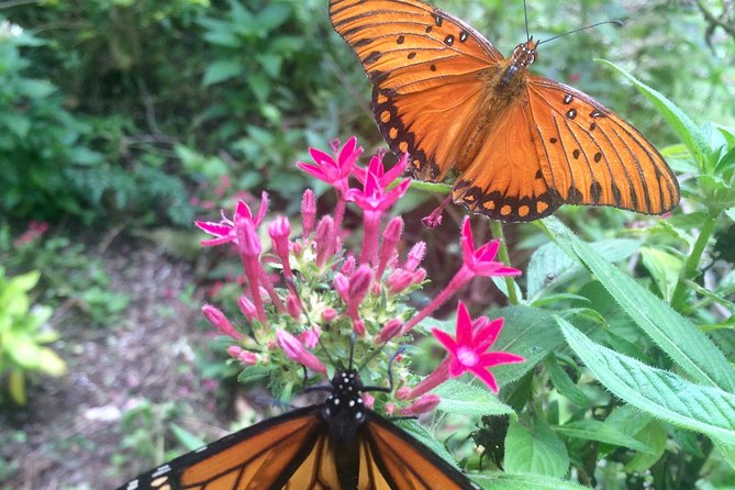 The Maui Butterfly Farm Tour - Traveler Feedback and Ratings