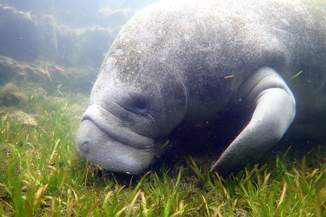 The OG Manatee Snorkel Tour With In-Water Guide/Photographer - Booking and Cancellation Policy