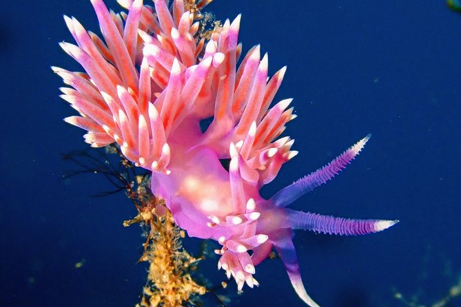 Try Scuba Diving | 2 Dives - The First Dive: Exploring the Shallow Waters